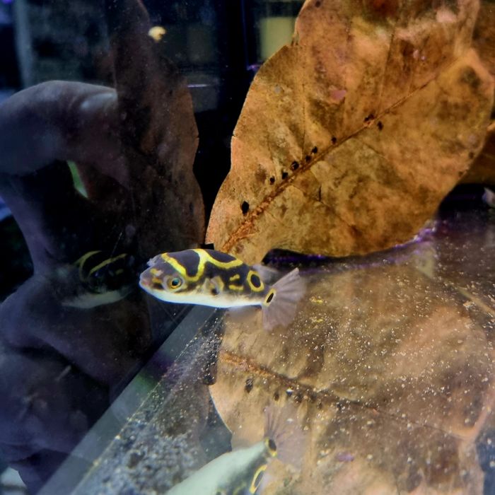 Kolcobrzuch dwuplamy/ Kolcobrzuch z ósemką (Tetraodon biocellatus)