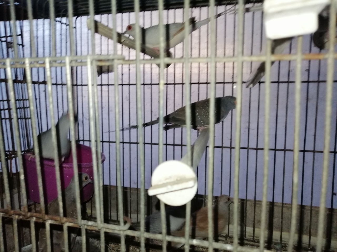 Casais Rolas Diamante