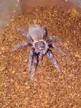 Lasiocyano (pterinopelma) Sazimaii 3dc