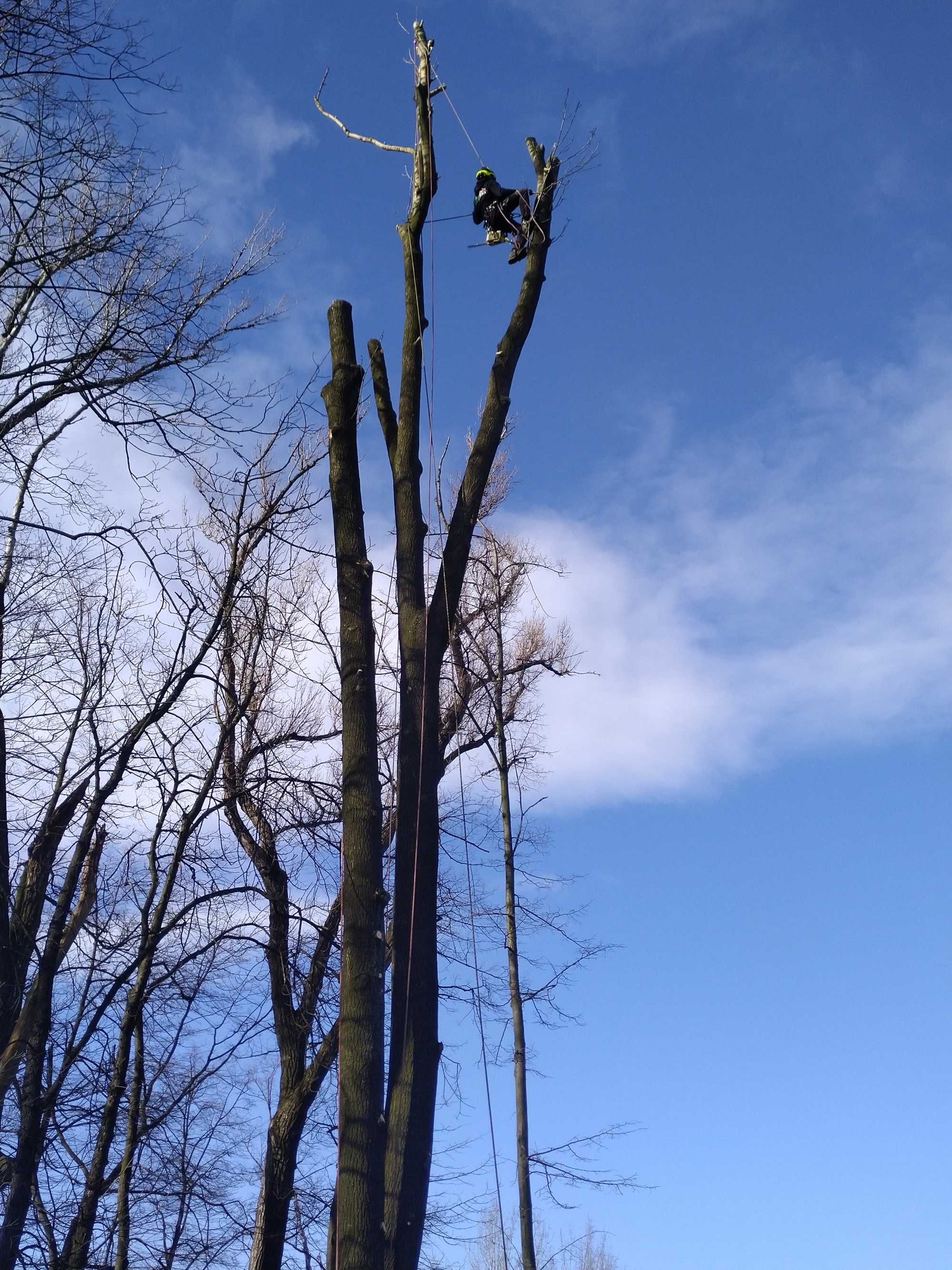 Wycinka drzew-pielęgnacja , karczowanie , oczyszczanie działek , rębak