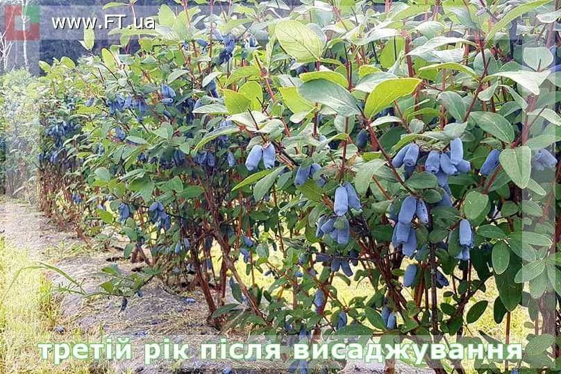 Саджанці ЖИМОЛОСТІ голубої від професійного розсадника ФруТек