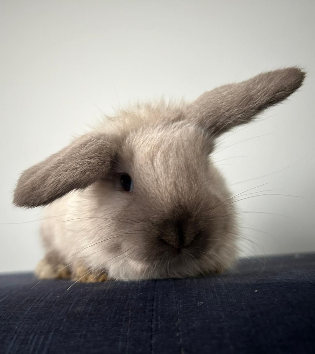 Karzełek Baranek - Mini Lop