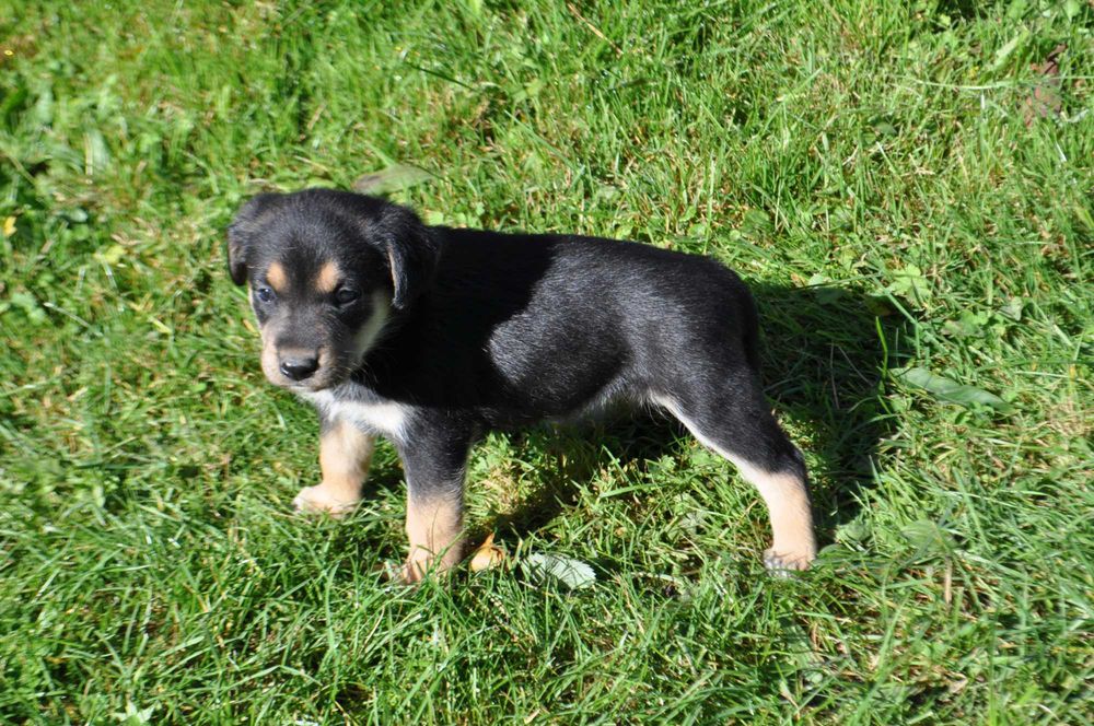 8-mio tygodniowe szczeniaki szukają domu - pies, suczka - do wyboru