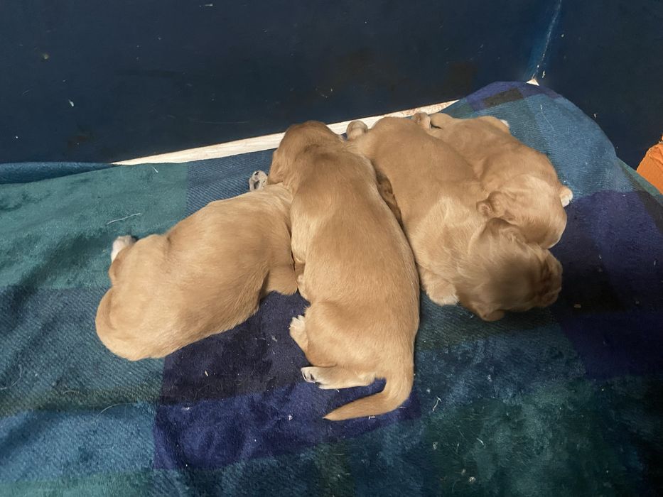 Англійський кокер спаніель, бронь