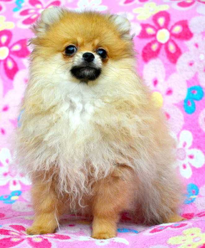 Szpic Miniaturowy Pomeranian śliczna suczka Waria ZKwP FCI rodowód