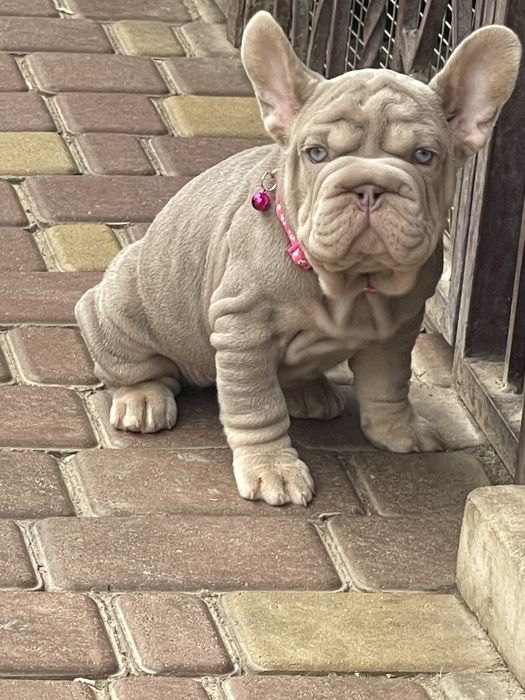 Флаффи носитель Бигроп Ньюшейд Изабелла тан девочка шоу класс!