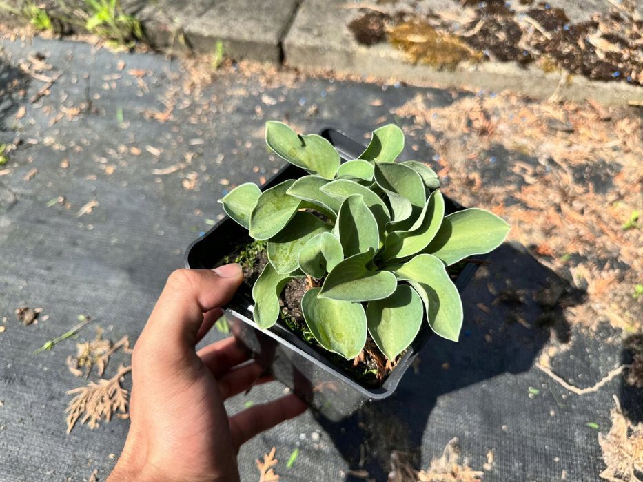 Funkia Hosta 'Blue Mouse Ears' W DONICZCE 2L, NIEBIESKA, Miniaturka