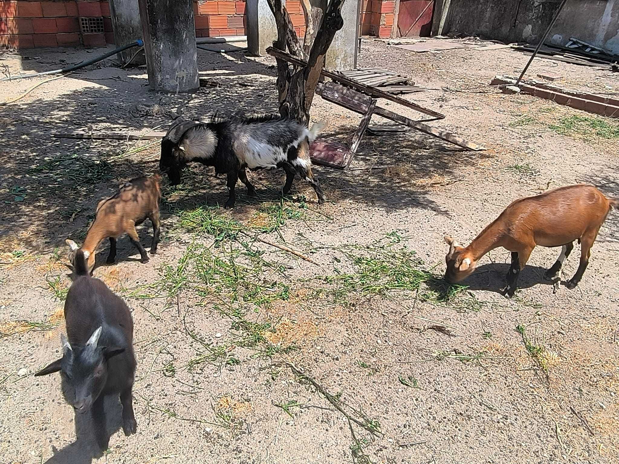 Cabras anãs em família muito sociáveis