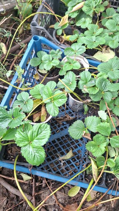 Рассада клубника Румба