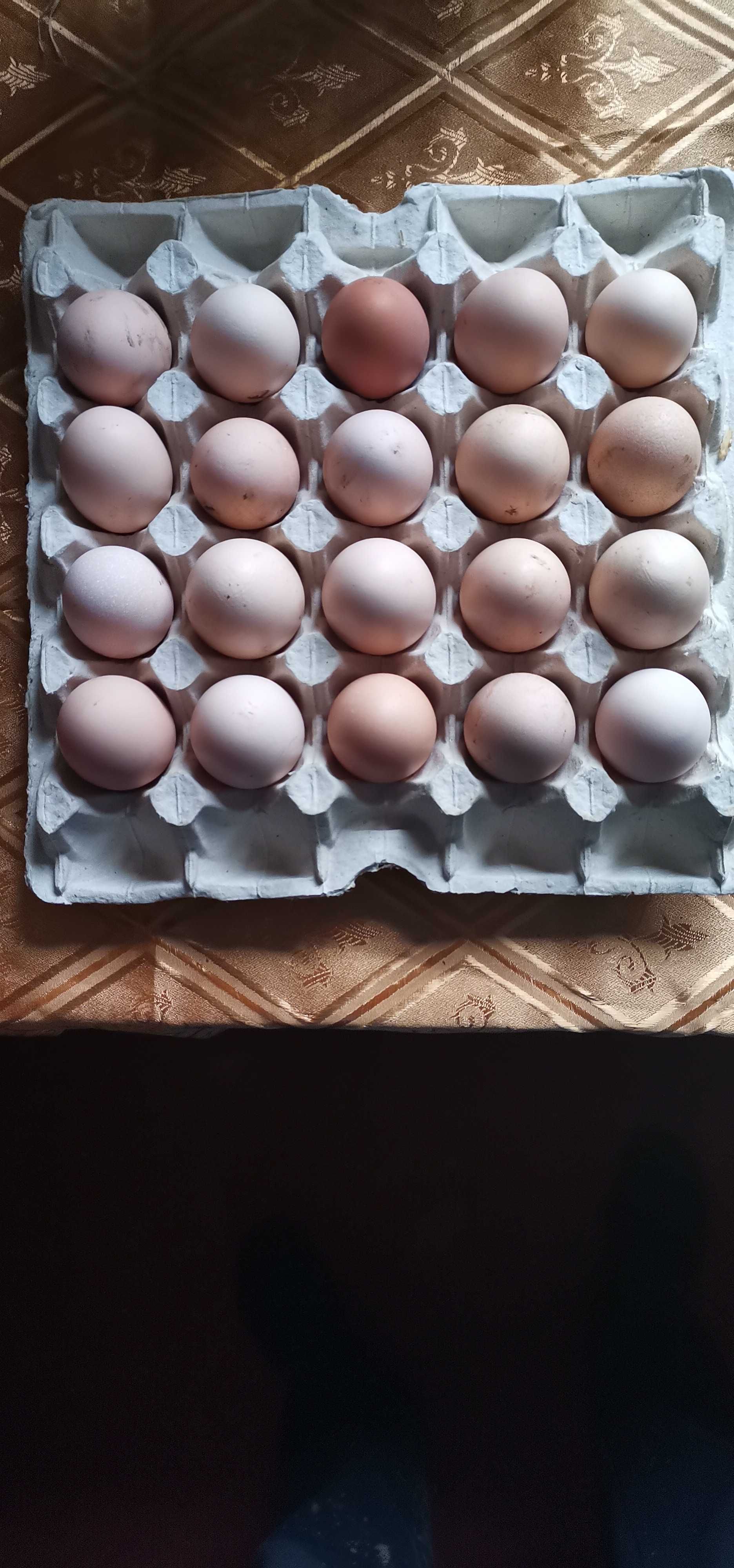 Яйця Домашні 60 грн