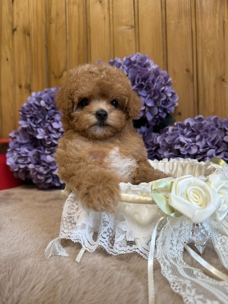Мальтипу, maltipoo, кукольные мини девочки.