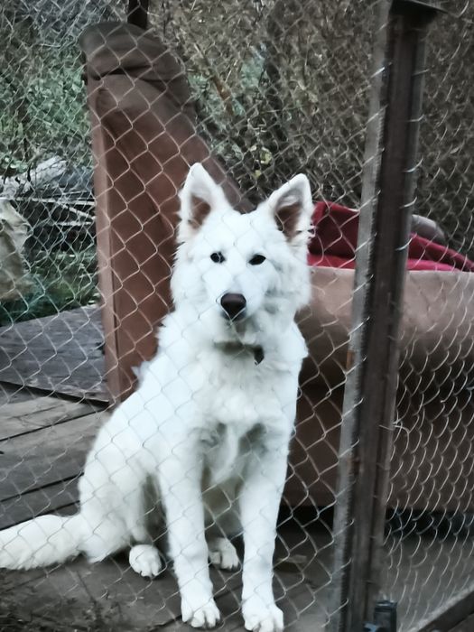 Білий красень БШО