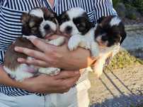 Oddam pieski w typie shih tzu