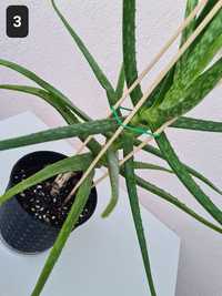 Aloes Aloe Vera Roślina Lecznicza nr. 3