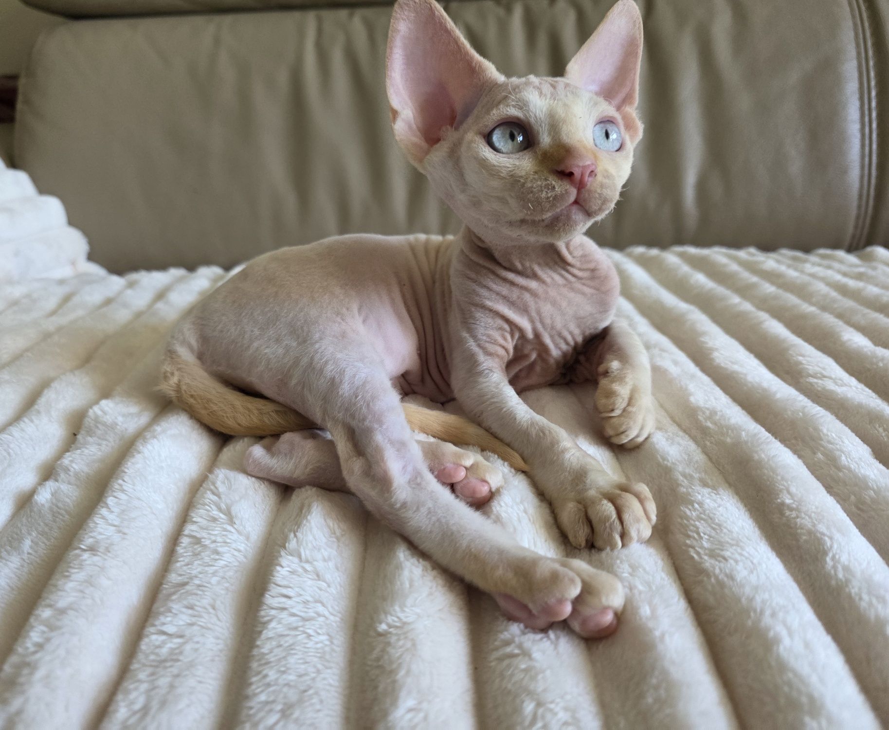 Devon Rex - Kasper - Gotowy do odbioru Kocurek Point z Niebieskimi Ocz