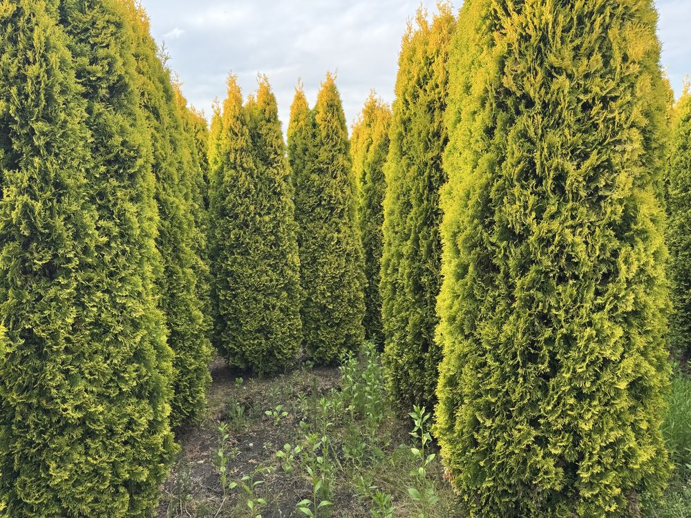 Thuja Golden Smaragd Jantar 240-320 cm i inne żywopłot Transport