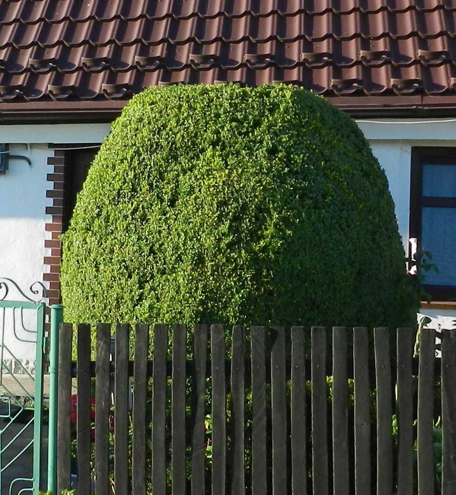 Bukszpan gryszpan na palmy wielkanocne wianki girlandy