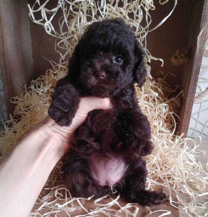 Роскошная крошка-девочка Шоколадного Той пуделя из Киева