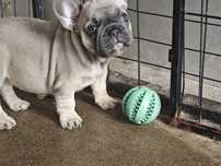 Bulldog francês blue fawn fêmea