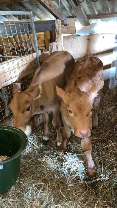 3 jałoszki miesne LM SM