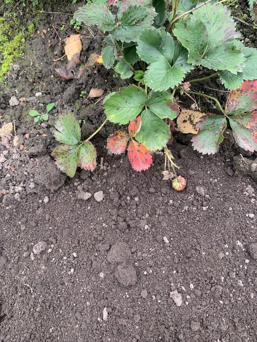 Truskawki dlugo owocuja