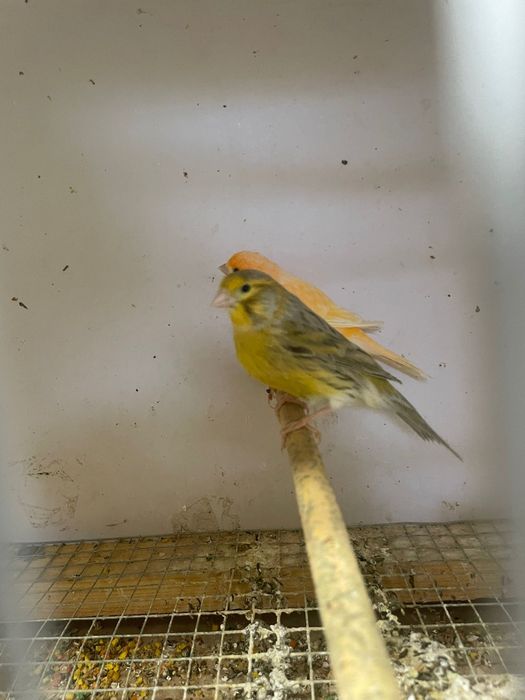 Canários para venda