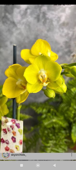 Орхідея дітка восковика