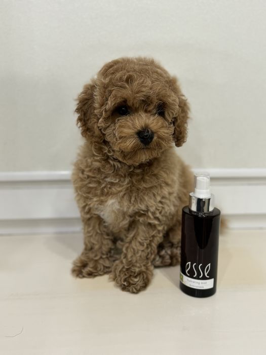 Щенки Мальтипу F2 .