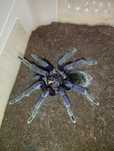 Pamphobeteus sp. "Manabi"
