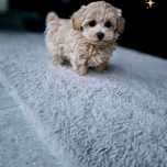 Najśliczniejszy Chłopczyk Maltipoo