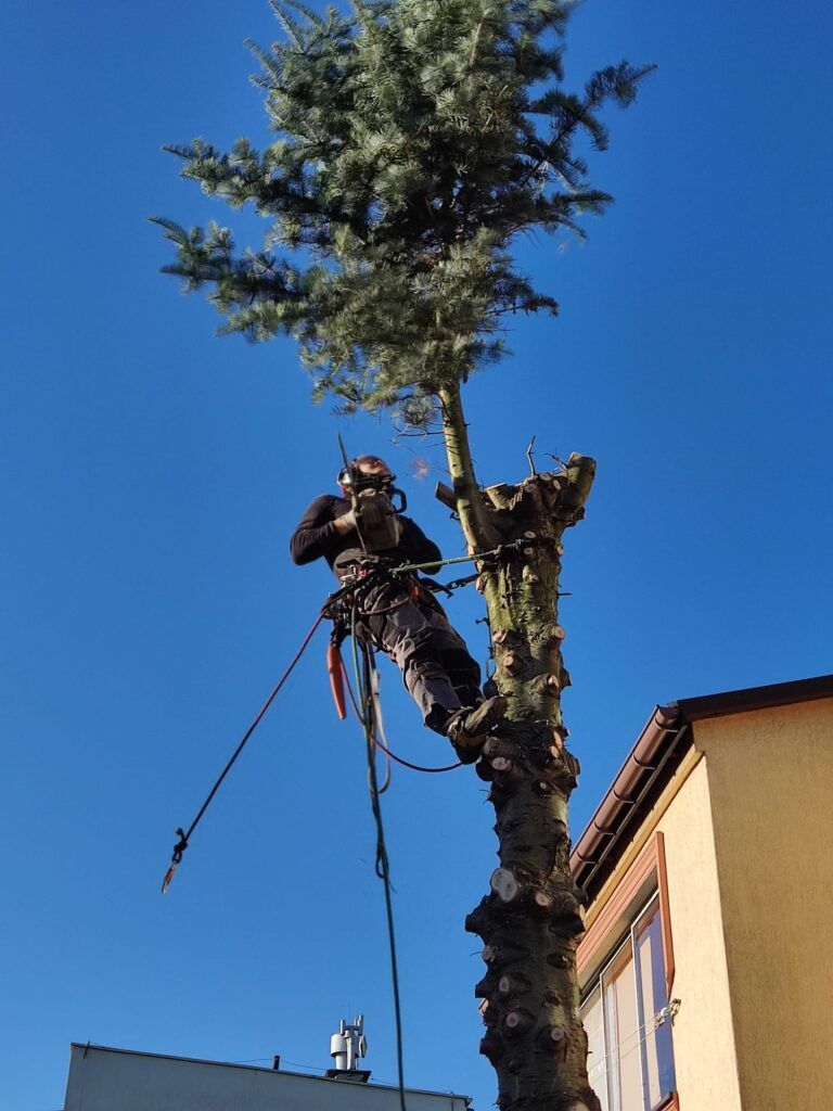 Alpinistyczne usuwanie trudnych drzew. Arborystyka. Koszenie traw