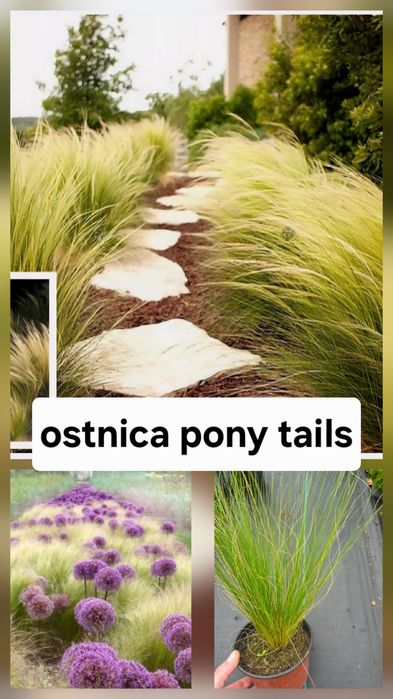 Ostnica pony tails