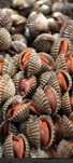 Conchas decorativo