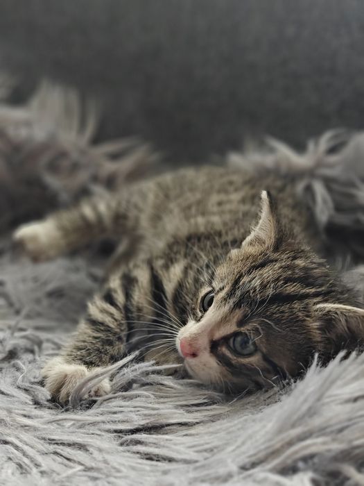 Oddam małego kotka w dobre ręce