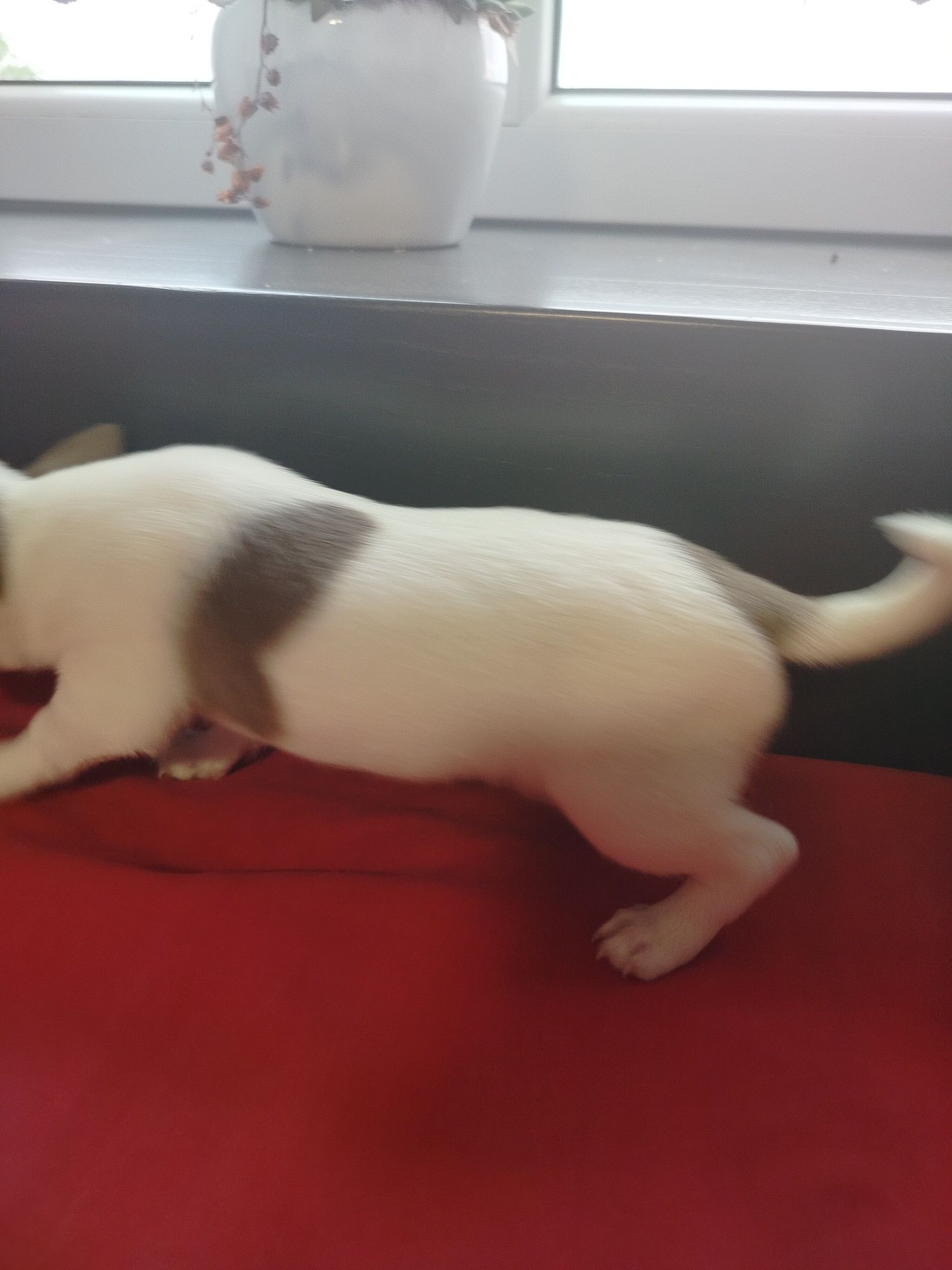 Chihuahua suczka