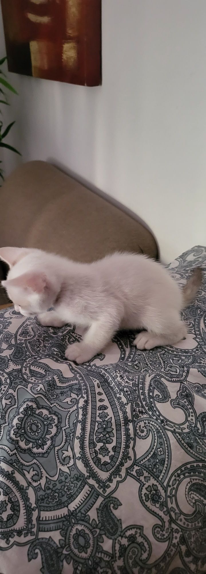 Gatinha para adoção ⁷