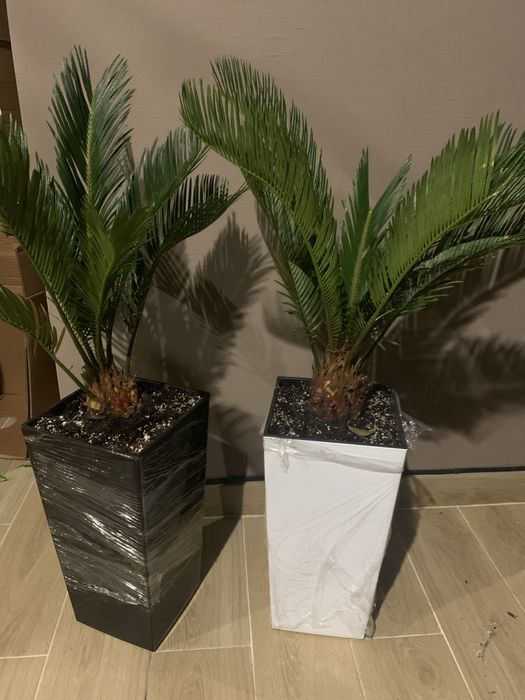 Цикас висота   1 м