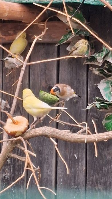 Kanarek konop bastard szczygiel