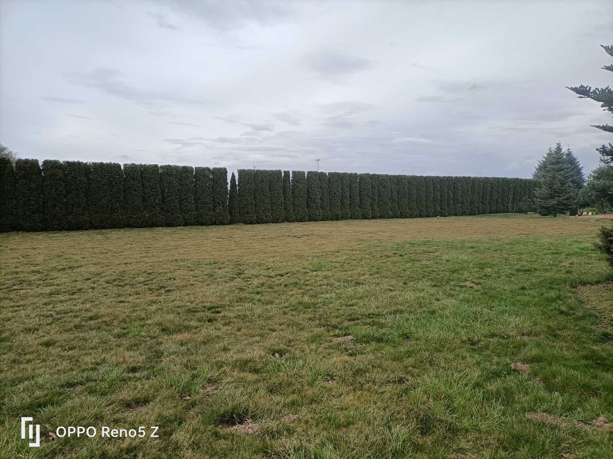 Zakładanie trawników . usługi ogrodnicze