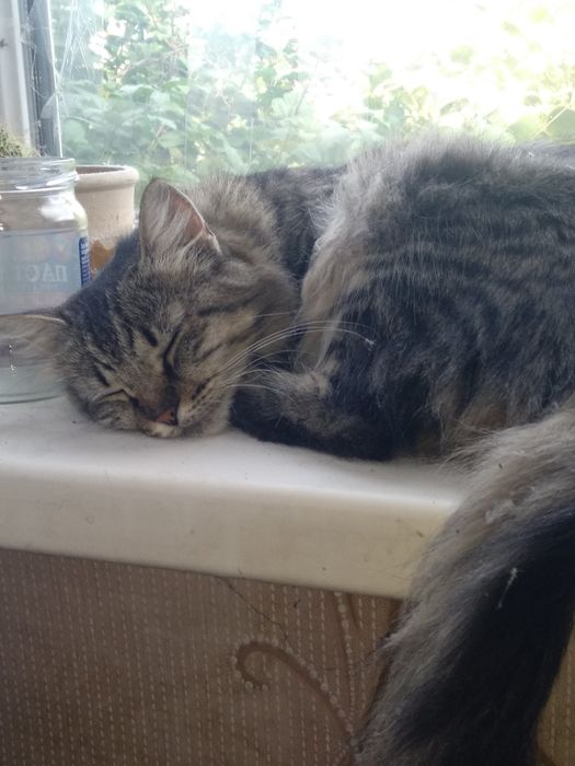 Котята шукають турботливу родину