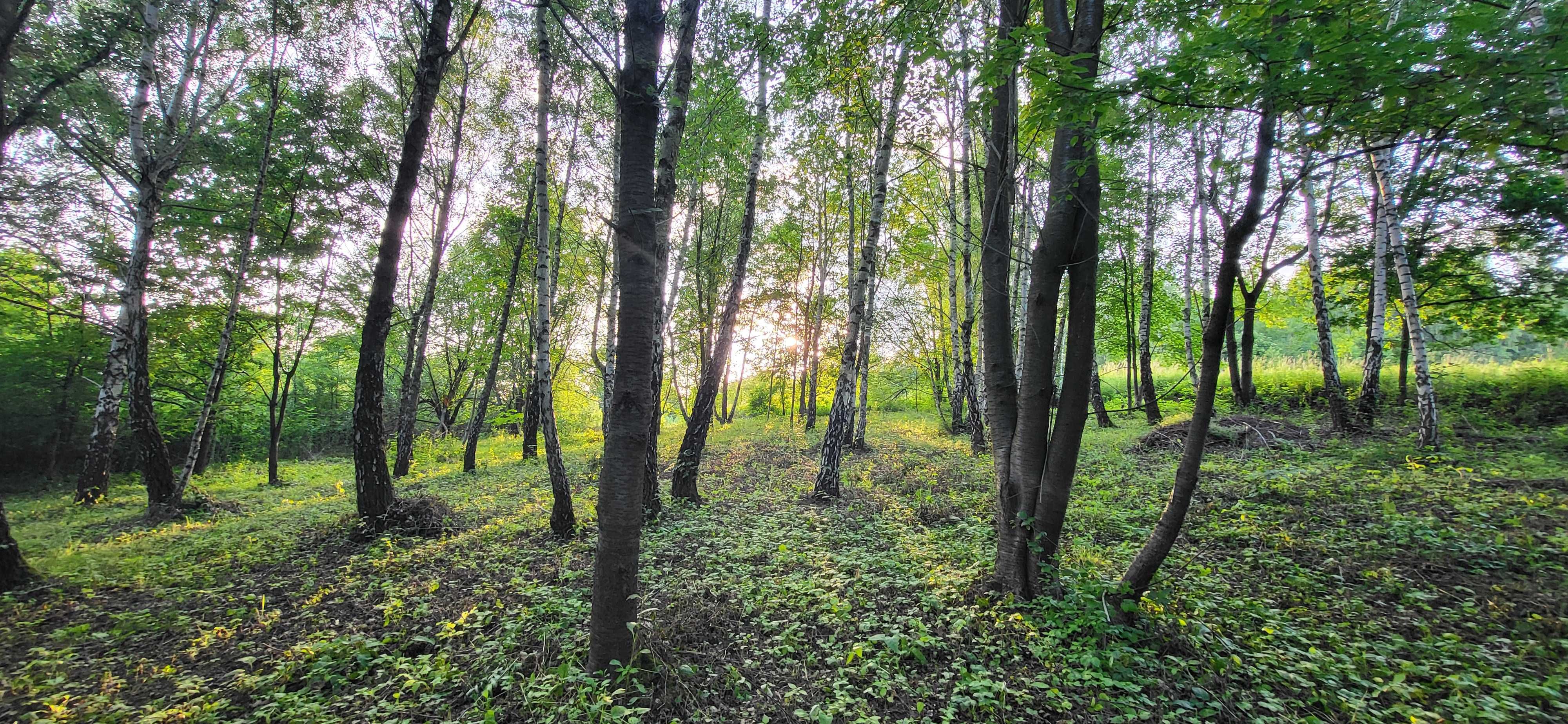 Piękna działka pod lasem, Tyczyn Łany 26 ar WZ skrzynka z prądem