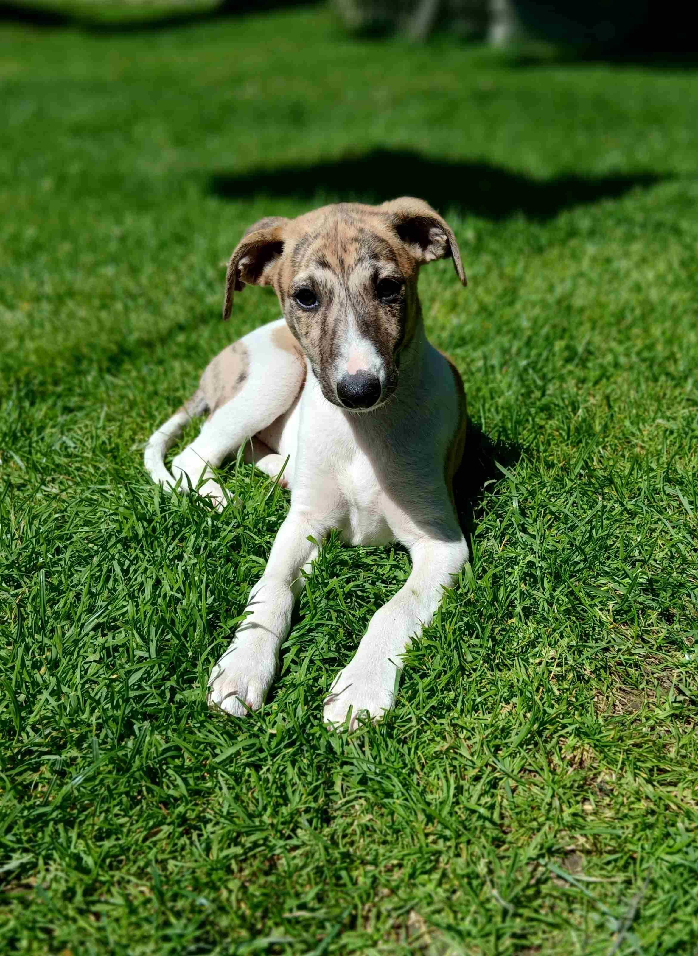 Szczenię suczka Whippet ZKwP / FCI