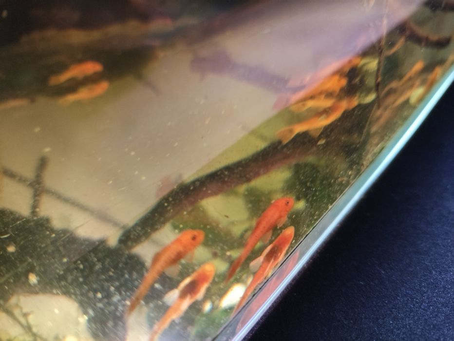 Zbrojnik super Red / glonojad