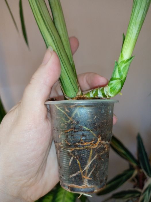 Сансевієрія Бентель