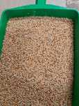 Proso mix żółte,zielone,czerwone,białe 3,5 zł/kg ,20kg za 70 zł papuga