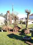 Oliveiras para jardim