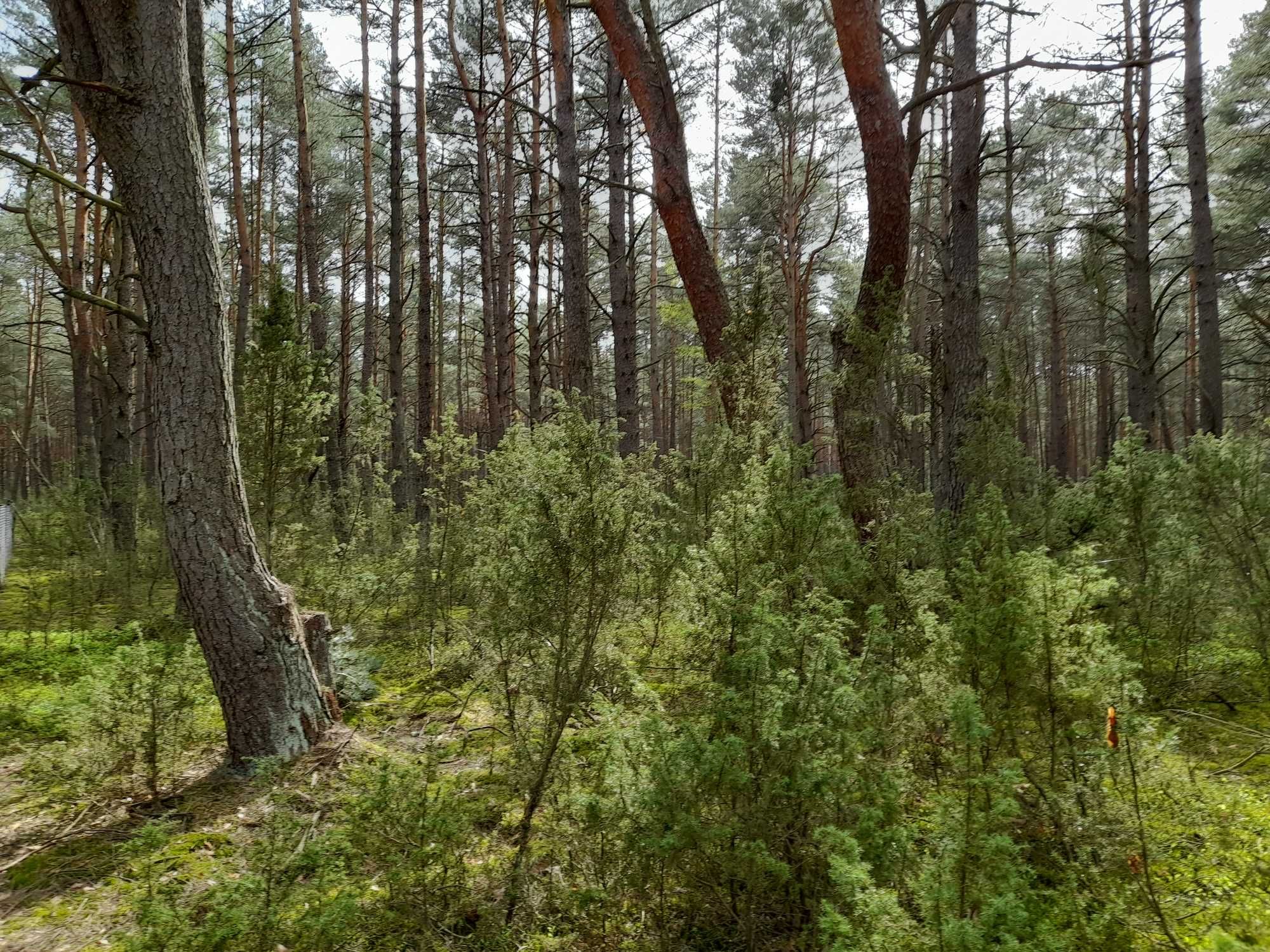 Działka letniskowa pod zabudowę 2200 m2 Popowo-Letnisko