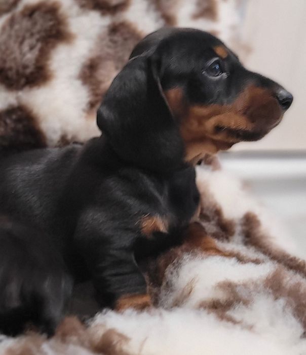 Jamnik Krótkowłosy Miniaturowy Czarny Podpalany Śliczny