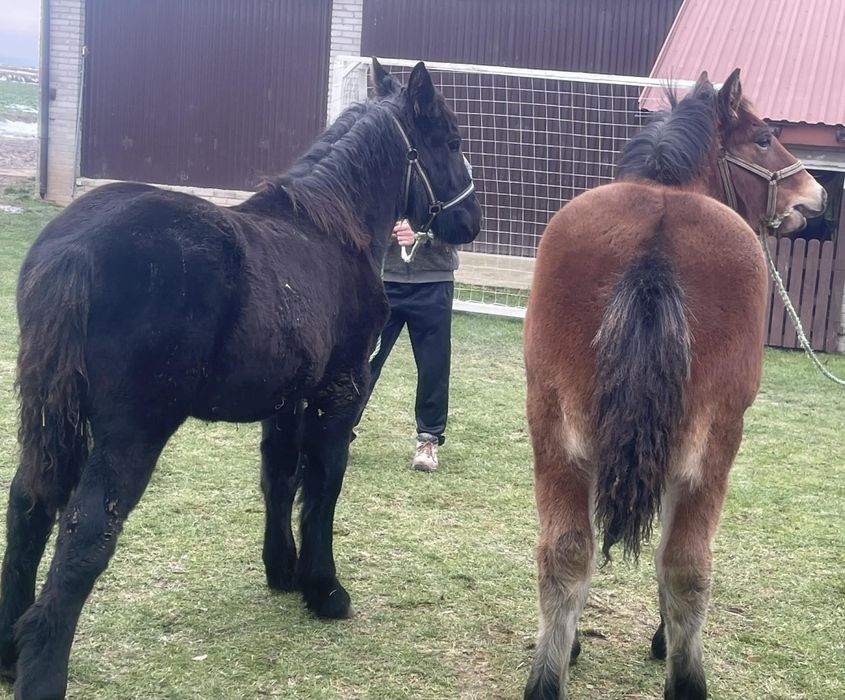 Klaczki zimnokrwiste