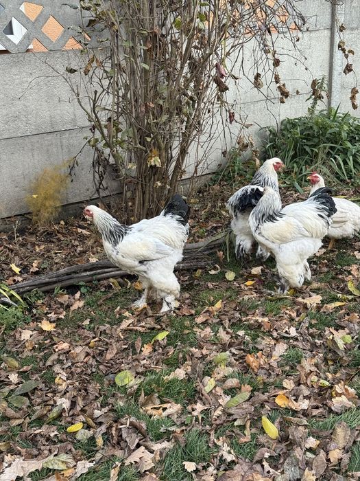 Продам Кури Брами